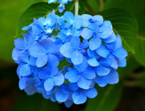 blue_hydrangea_hortensia_planta