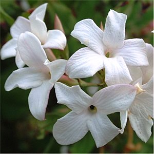 Jasminum officinale