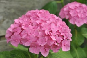 pink_hydrangeaa